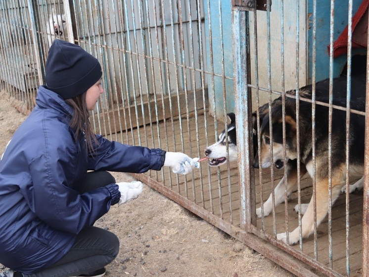 Добровольцы из «Росводоканала» в Тюмени привезли вкусную помощь животным