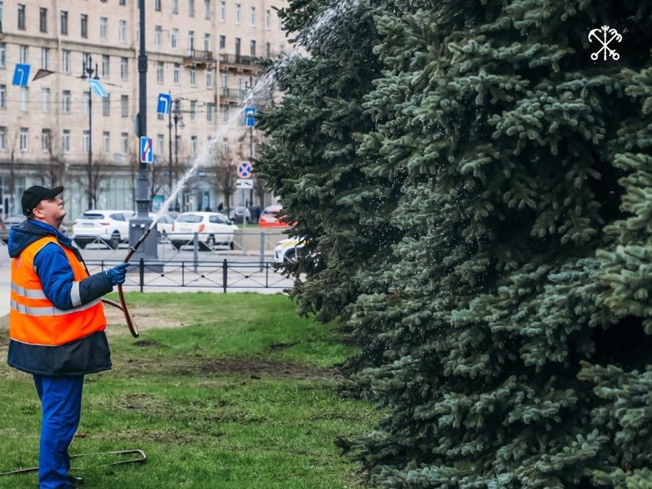 Душ для деревьев: в Петербурге голубые ели вымыли с мылом