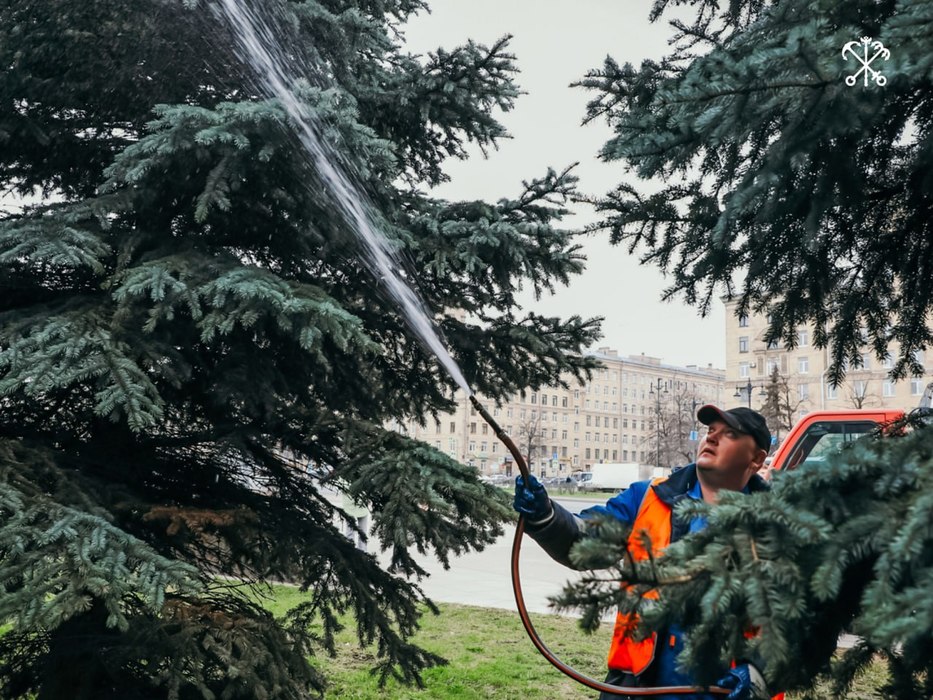 Душ для деревьев: в Петербурге голубые ели вымыли с мылом