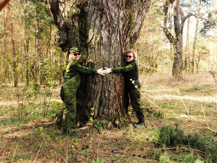 Сосну Большого Серпухова внесли в Национальный реестр старовозрастных деревьев России