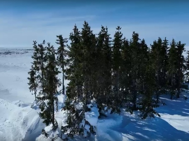 В Ненецком заповеднике обнаружили доселе неведомый ельник