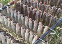 Основное количество нарушений связано с незаконным выловом воблы, в ходе проверок было изъято пять приманок и более 400 штук рыбы.