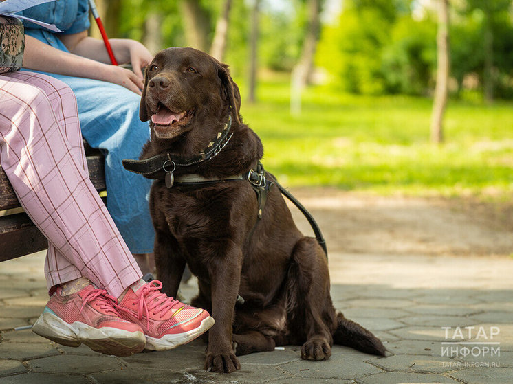В парках Казани пройдут бесплатные занятия по трюковой дрессировке собак