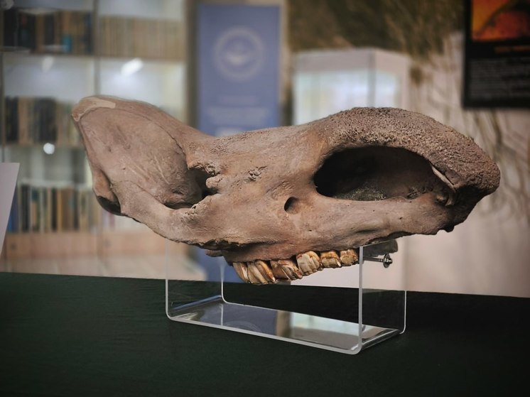Изъятый на таможне череп передали Музею Мирового океана