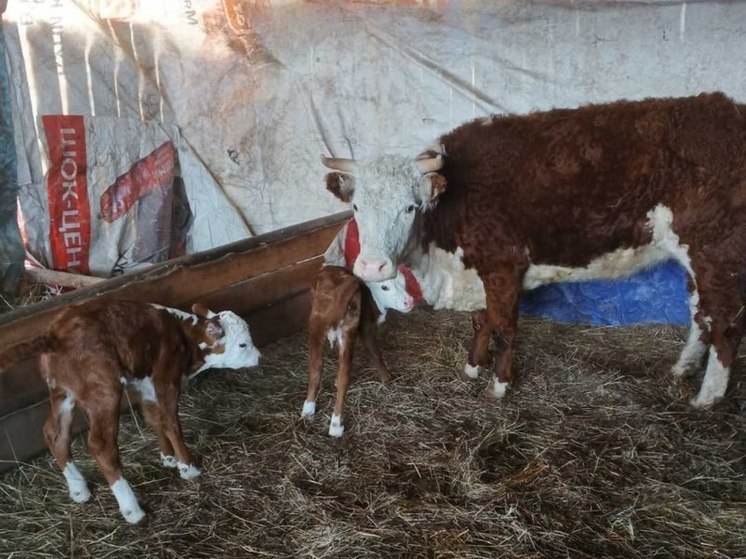 Сразу двух телят родила корова Звездочка на ферме в Читинском районе