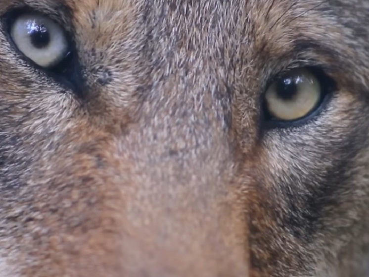 Ученые: стало известно, почему у большинства собак карие глаза, а у волков нет