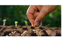 С начала 2024 года Россельхозбанк увеличил количество и объёмы кредитования обслуживаемых агрокооперативов