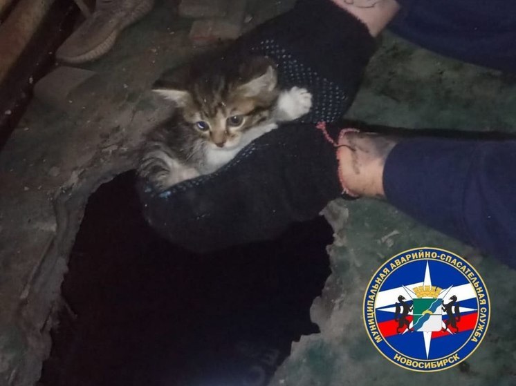 Спасатели Новосибирска вытащили котёнка из дыры в полу