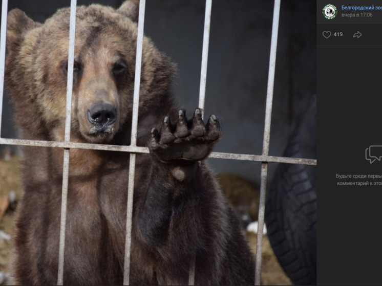 Из Саратова в Белгородский зоопарк приедет медведица по кличке Венера