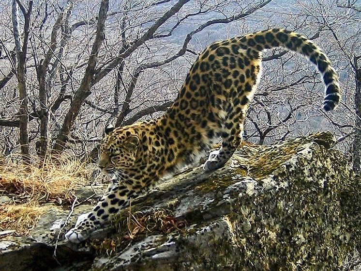 129 взрослых и 14 котят: краснокнижных леопардов подсчитали в Приморье