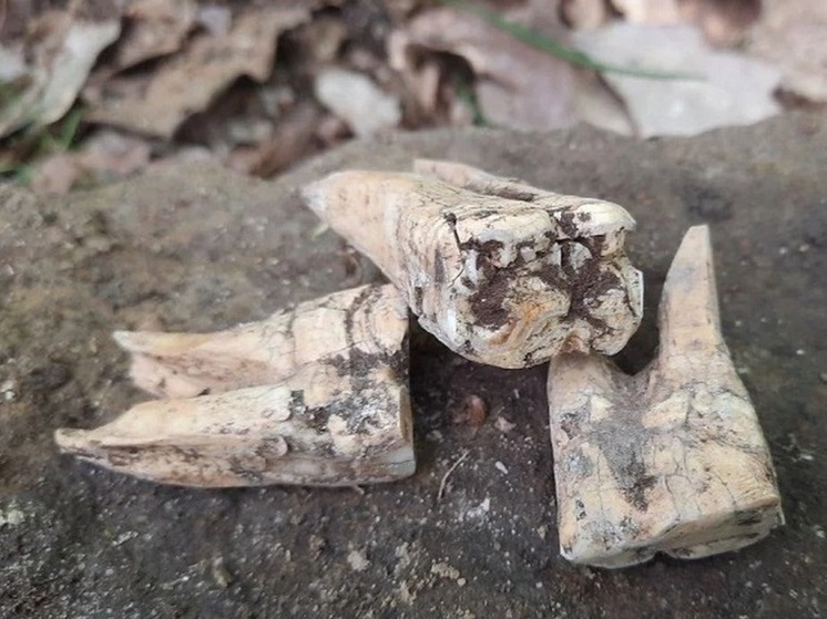«Зубы гиганта» нашли в лесу жители Анапы