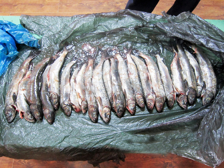 Россияне рыбачат в Монголии с фартом, но по факту – без улова