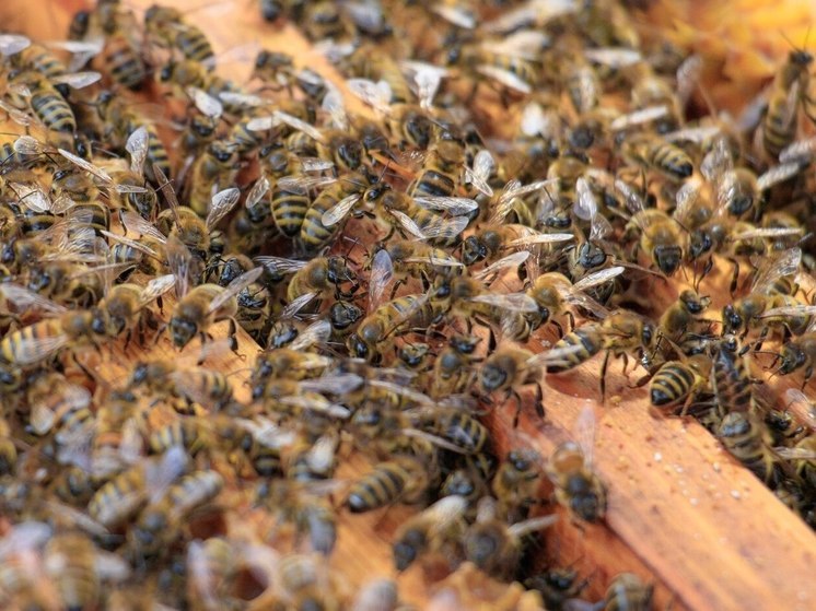 В Белокурихе малолетние туристы украли улей с пчелами
