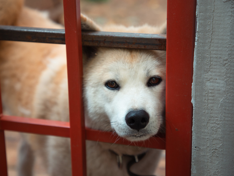 В Тверской области брошенная собака бегает и воет от голода