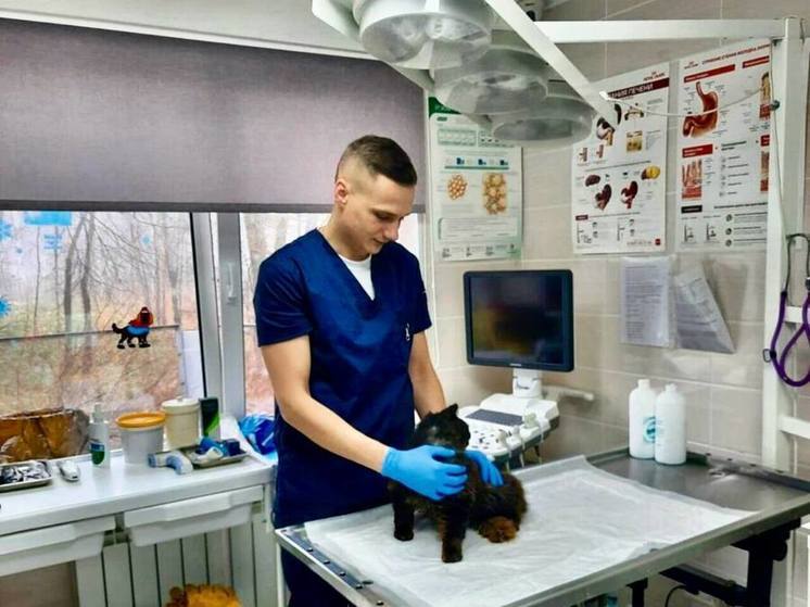 На Сахалине бездомный кот несколько лет подряд сам приходит на осмотр в ветеринарную клинику