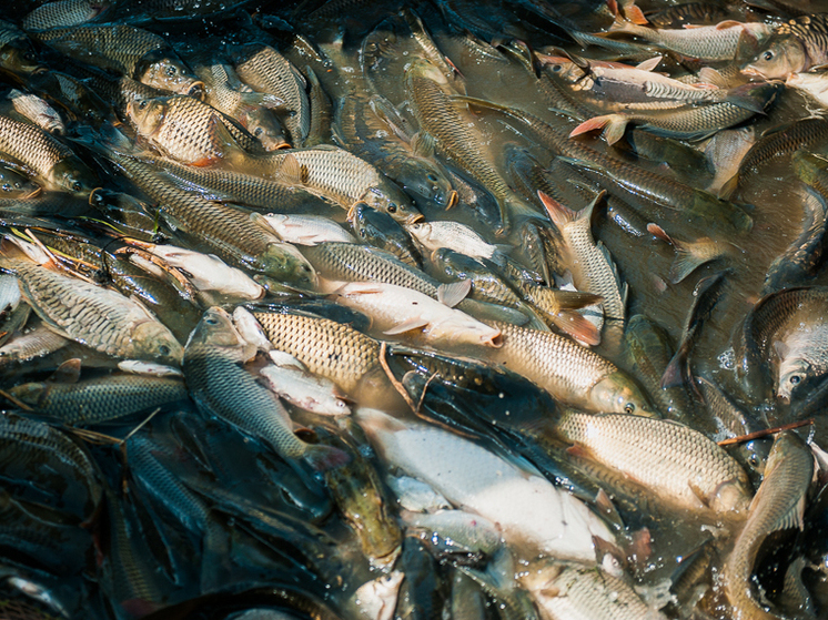 В Астраханской области турист незаконно выловил более 100 видов рыб