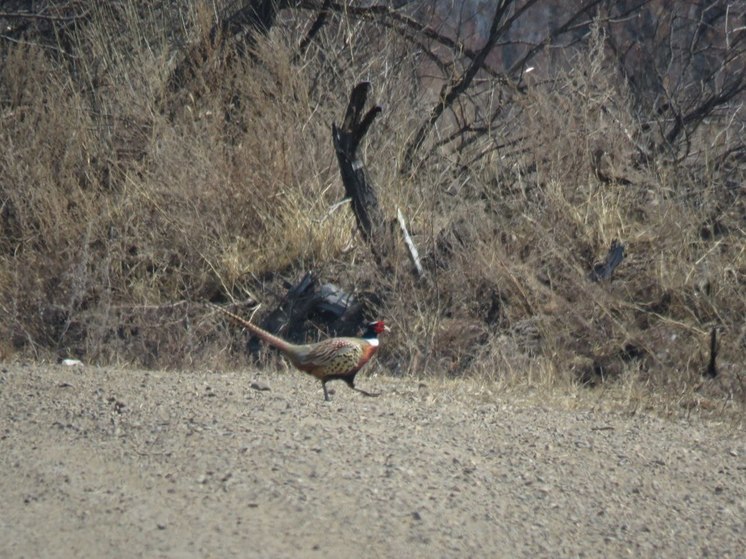 В Приамурье увеличилось количество фазанов