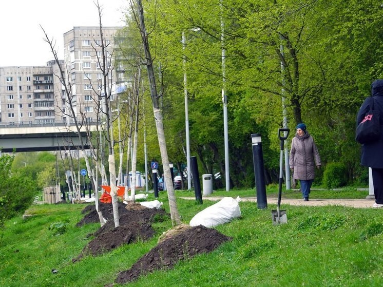 В самом популярной прогулочной зоне Калининграда высадили липы