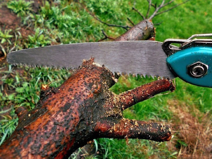 Белгородка назвала вандальной рубку деревьев в парке Гагарина