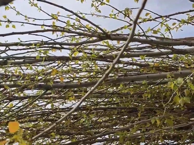 В Тамбове высадят более 2 тысяч деревьев-крупномеров в этом году