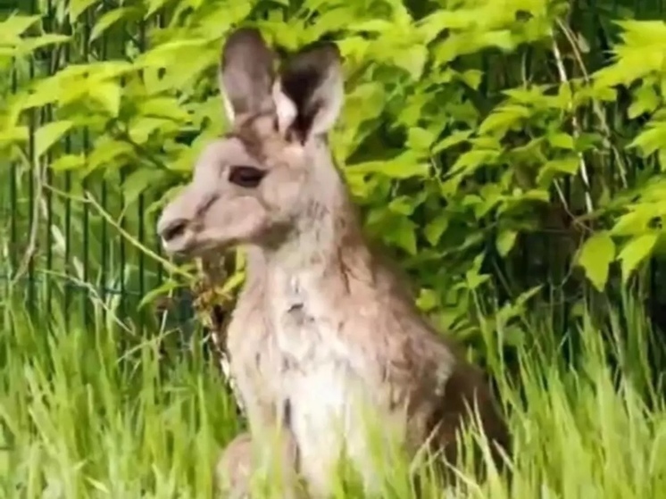 В зоопарке Ростова-на-Дону кенгуру был выпущен в открытый вольер