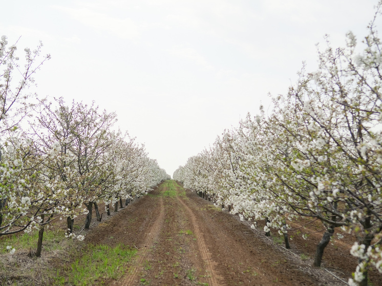 Волгоградская область обеспечит регионы страны качественными саженцами плодовых деревьев