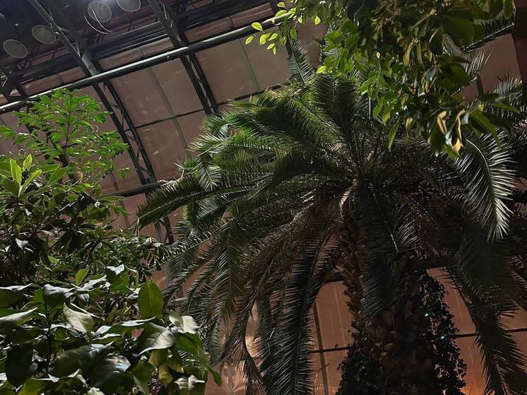 В Ботаническом саду Петербурга впервые за 16 лет пройдет большая реконструкция