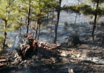 В Акшинском районе действует лесной пожар площадью 1,5 тысячи гектаров