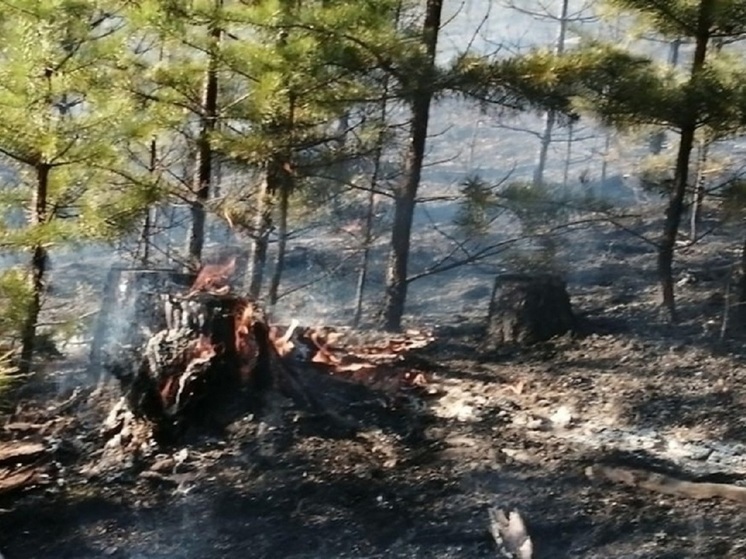 Крупный лесной пожар 1,5 тысячи гектаров действует в Забайкалье
