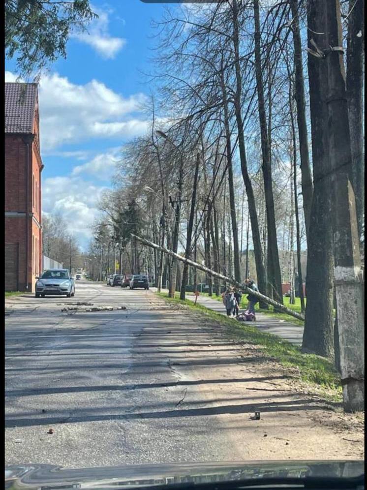 В Тверской области семилетнюю девочку травмировало упавшее дерево