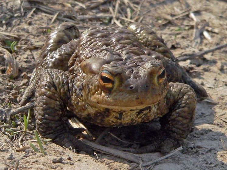 В Минэкологии рассказали, почему нельзя трогать жаб
