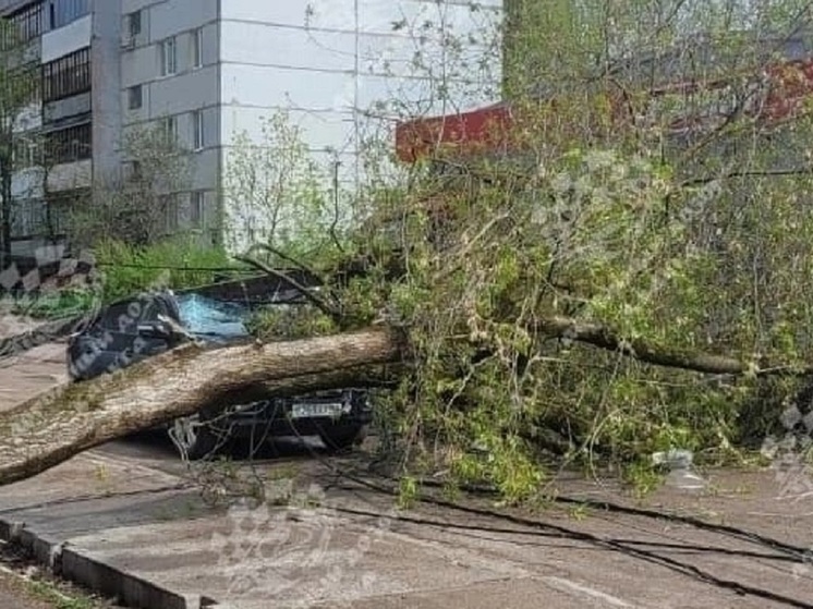 За день в Калуге упали 19 деревьев