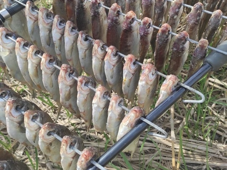 В Астраханской области рыбаки поймали золотую воблу