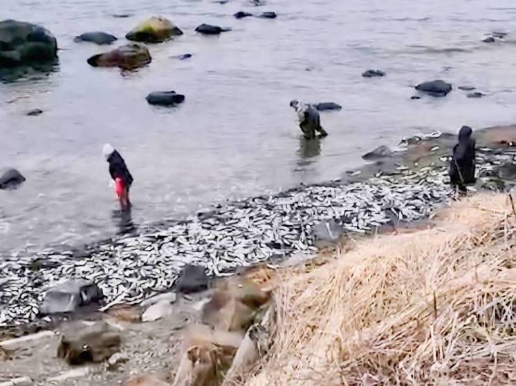 Выброшенную сельдь на берег сахалинцы собирают руками