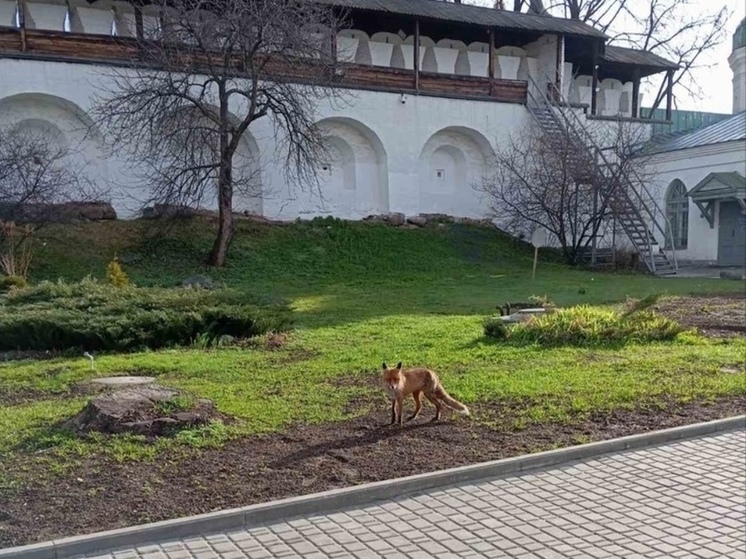В Ярославле в музее заповеднике поселилась лиса