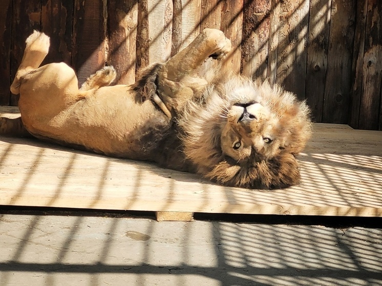 Лев Крис из зоопарка в Омской области скучает по вниманию посетителей