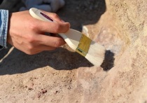 Челюстную кость древнего предка человека обнаружили «замурованной» в полу

Останки вымершего вида людей, которые вымерли тысячи лет назад, найдены в плитке кухонного пола в Турции