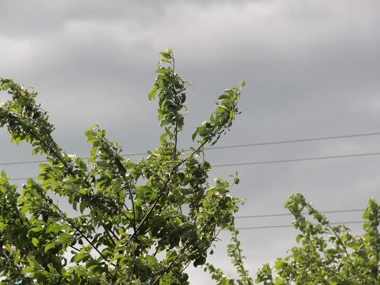 В Рязанской области выпустили метеопредупреждение из-за ветра