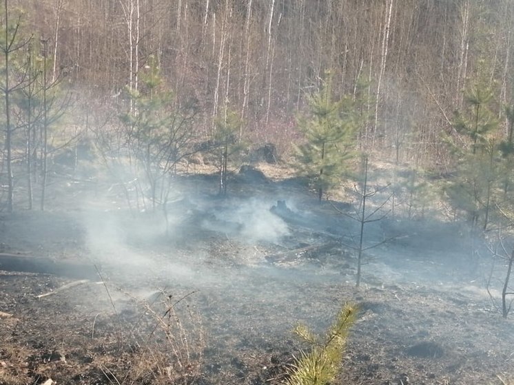 Лес и степь горят на 4,8 тысячи гектарах в Акшинском районе Забайкалья