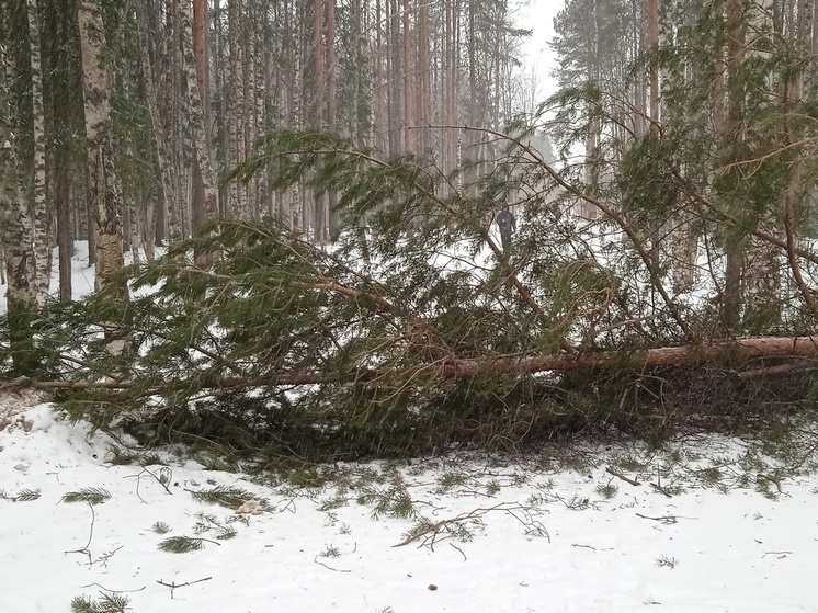 Дерево рухнуло посреди парка в Петрозаводске