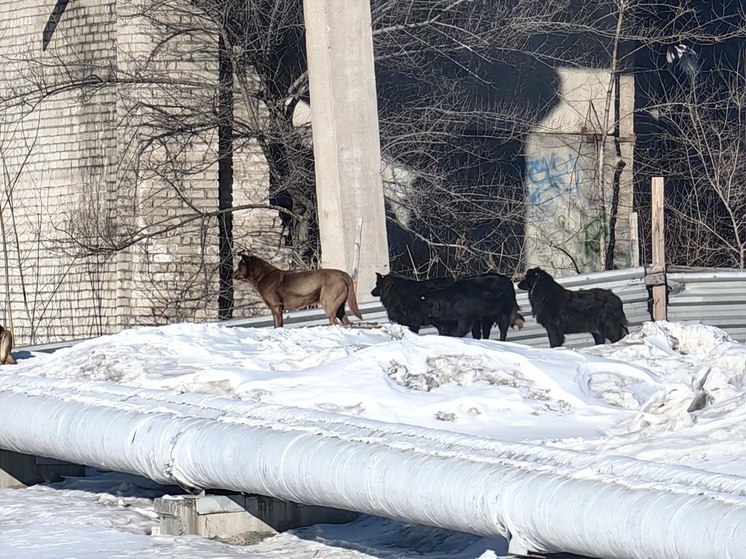 Собаки напали на женщину с ребенком в Комсомольске