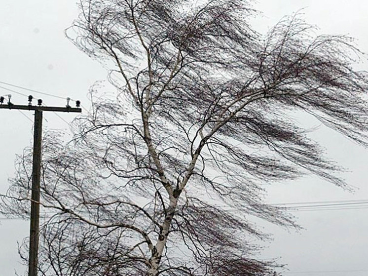 Ураганный ветер оставил без света 23 ярославских населенных пункта