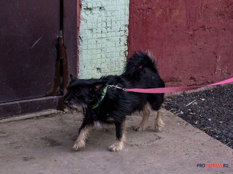 Соцсети: в Кемерове неизвестный выстрелил в собаку при детях
