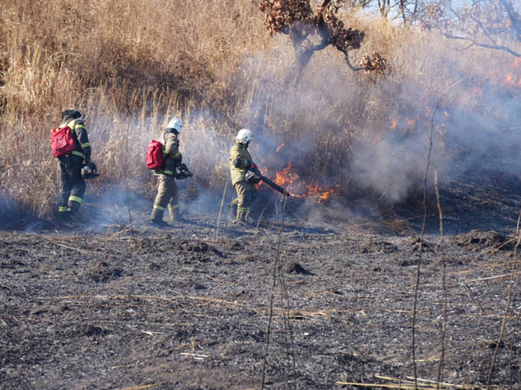 Почти 330 гектаров леса потушили пожарные в Приморье за сутки