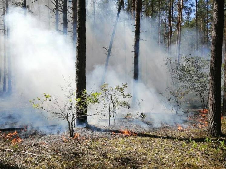 В городском округе Красногорск потушили лесной пожар