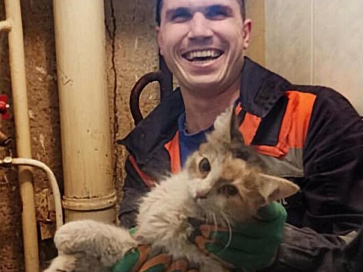 В Сергиевом Посаде спасли кошку, которая застряла в вентиляции