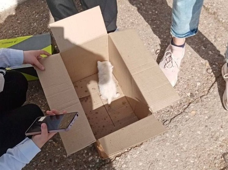 Спасатели Башкирии достали из колодца двух белых котят