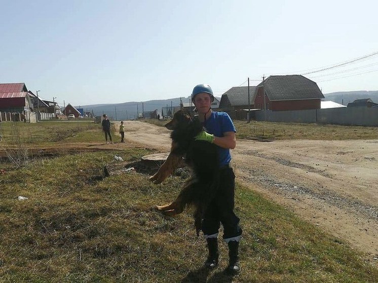 Бездомная собака в Башкирии провалилась в трехметровый люк
