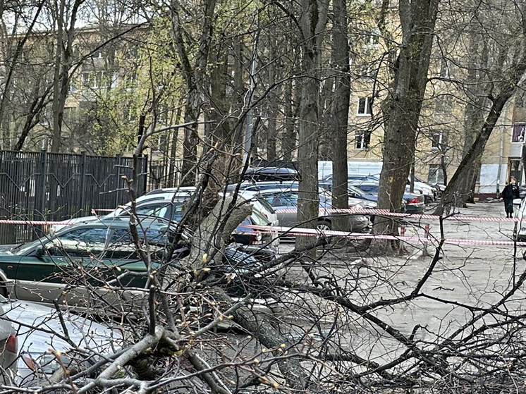 Мужчина пострадал при падении дерева в Москве