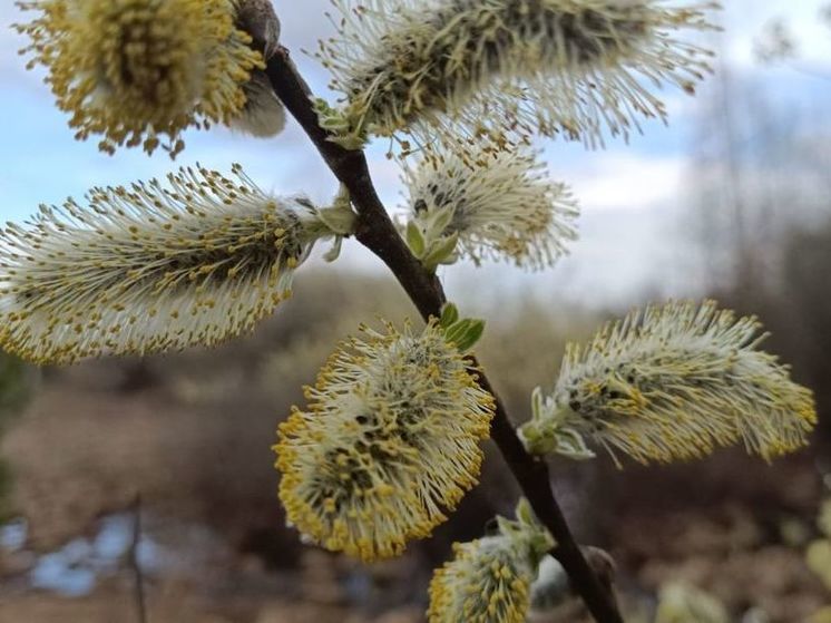 Из-за ветра в регионе объявили «желтый» уровень опасности